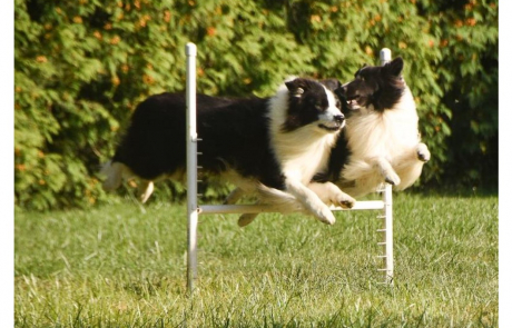 Cap and Dax from HDV